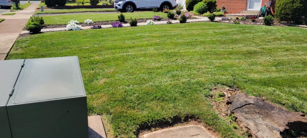Residential front lawn with diagonal mowing stripes and flower beds