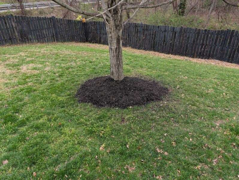 Mulched sidewalk garden bed with flowering shrubs