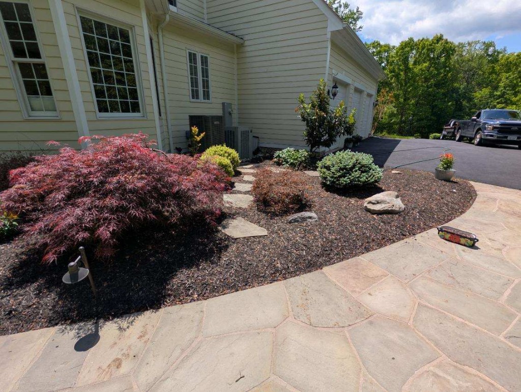 Mulched bed with pink flowering azaleas