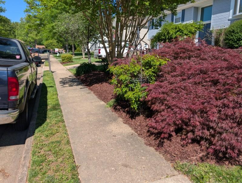 Long mulch bed with crepe myrtle and purple foliage