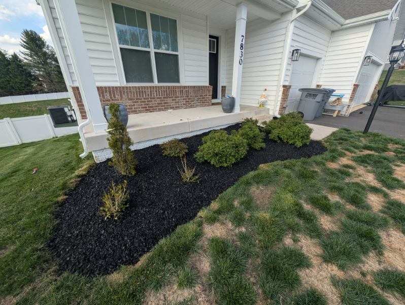 Large mulched bed with evergreen plantings