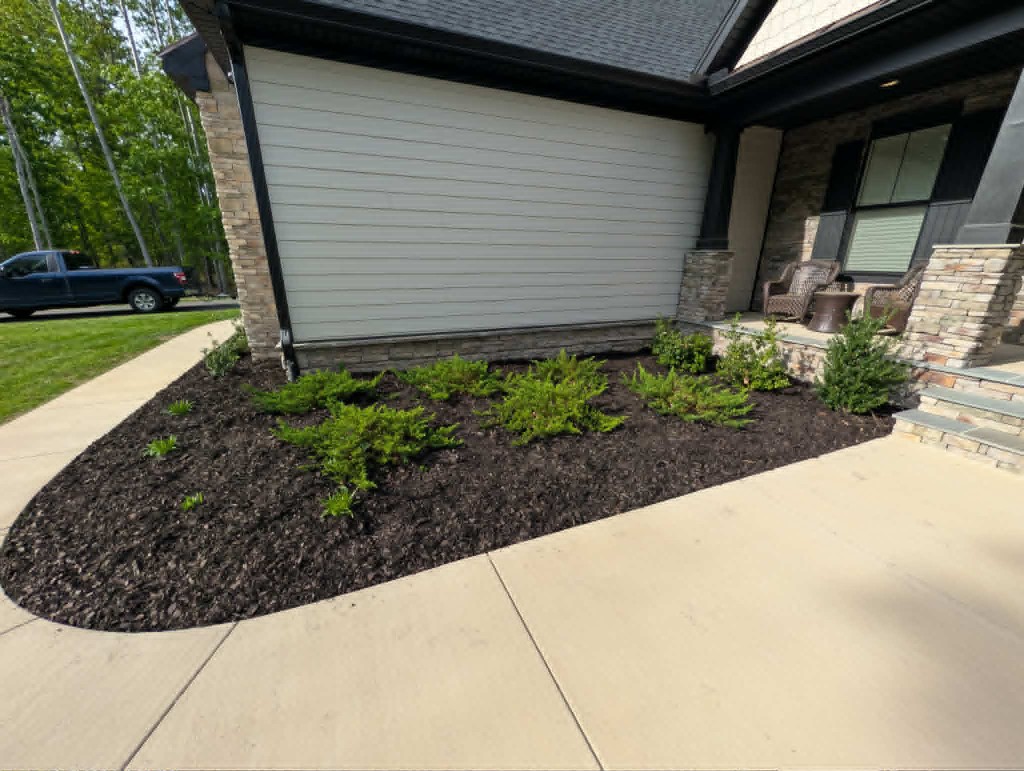 Fresh mulch bed with spreading junipers along a sidewalk