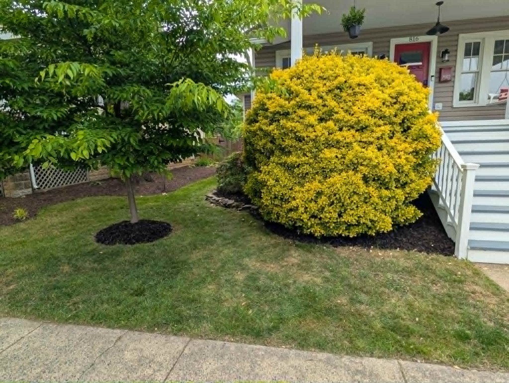 Dark mulch bed with golden shrubs and tree ring planting