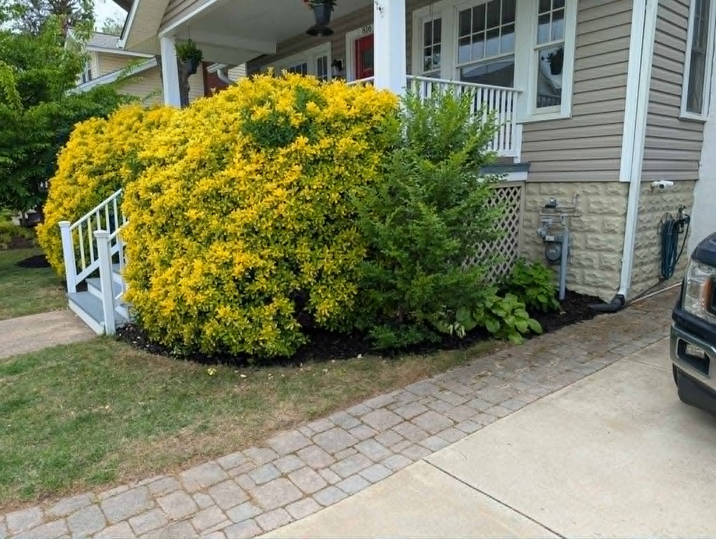 Foundation mulch bed with golden euonymus and stone paver border