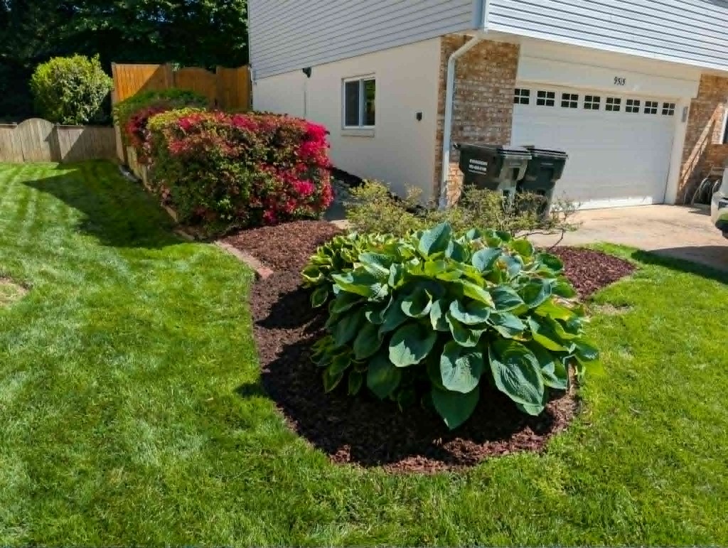 Side-yard mulch beds with hostas, azaleas, and striped lawn